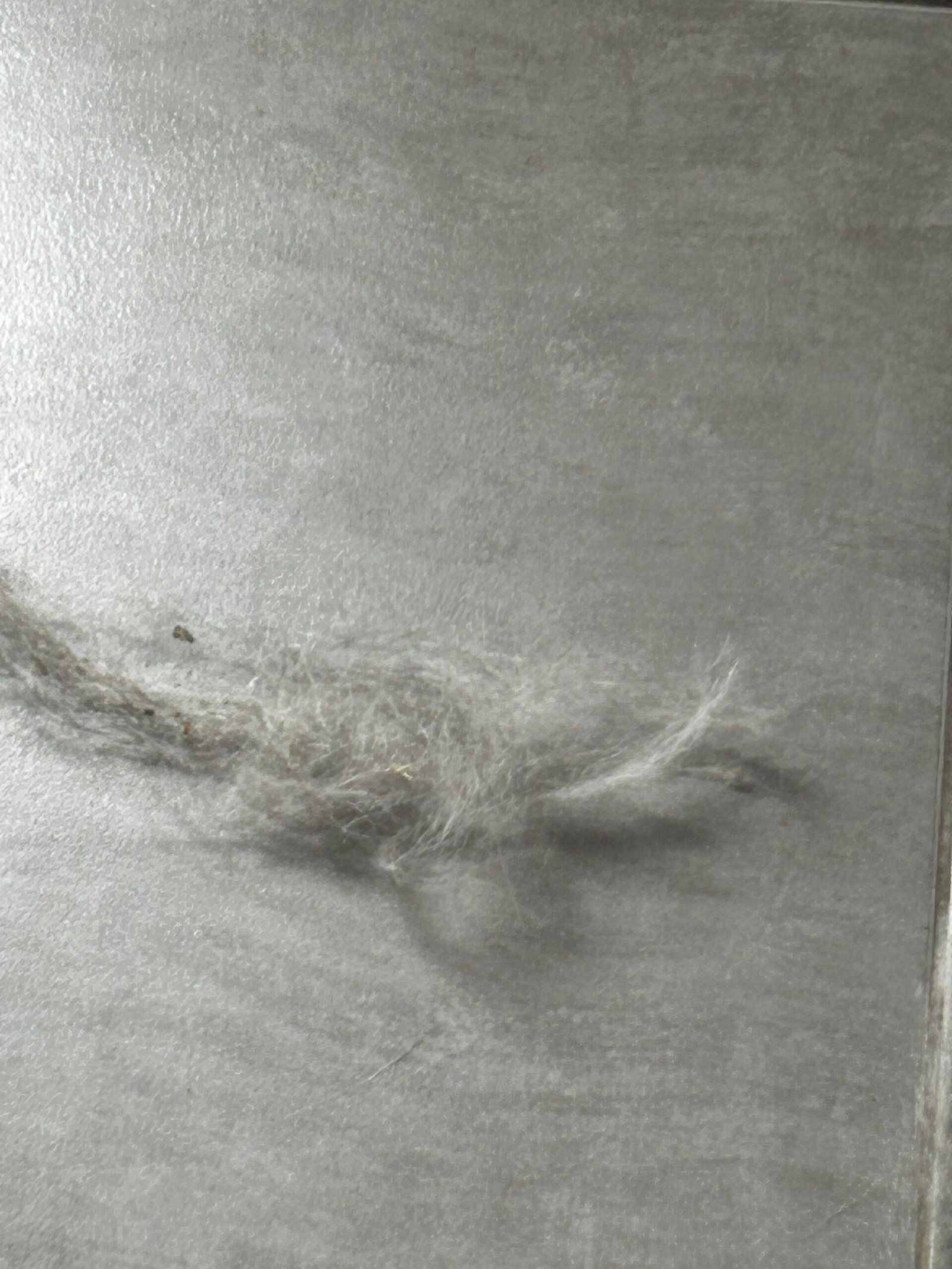 Clean stainless surface free of pet hair