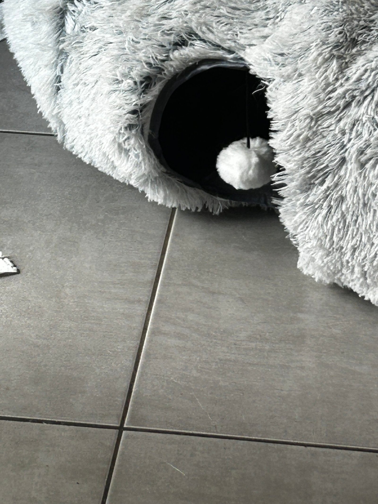 Suddenly Clean helps pet owners in Alpine, CA