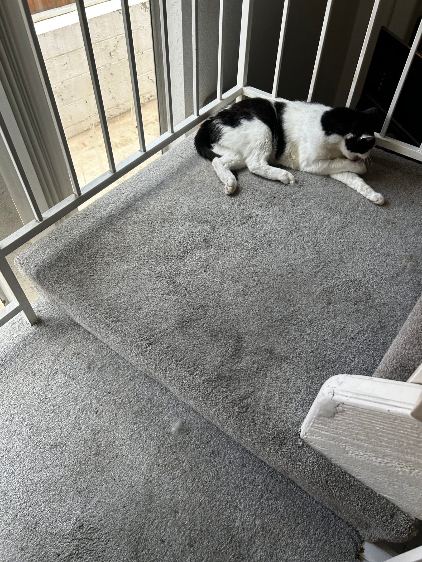 Cat relaxing on clean carpet in a pet-friendly home